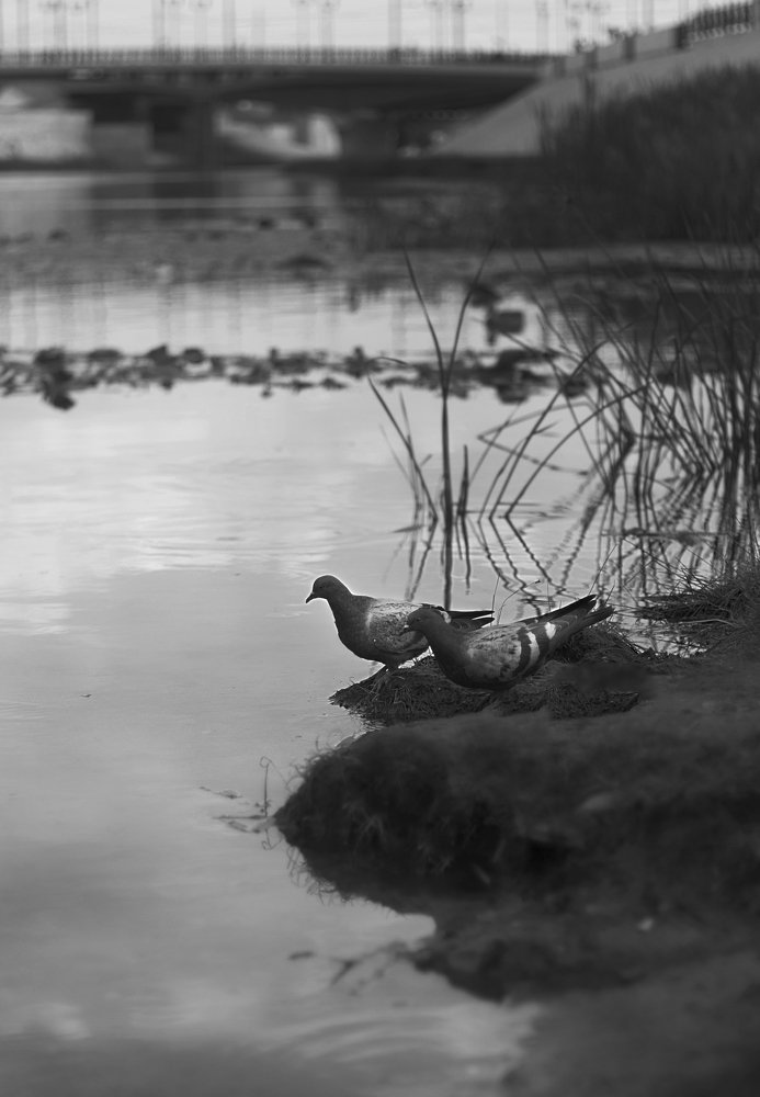 Голуби у реки