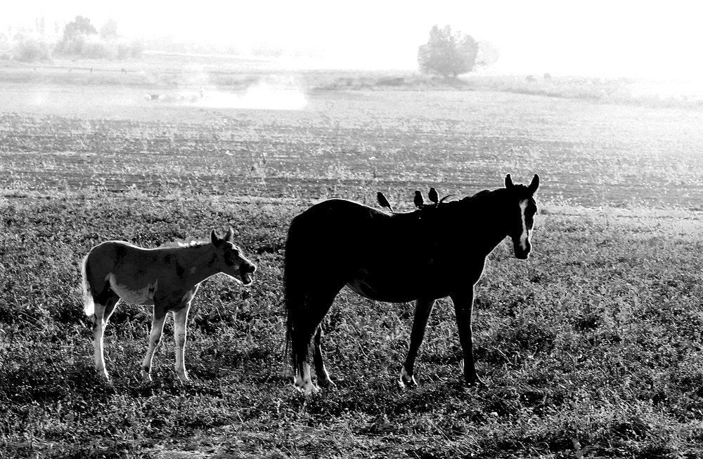 Мама! У тебя на спине птицы!!!!