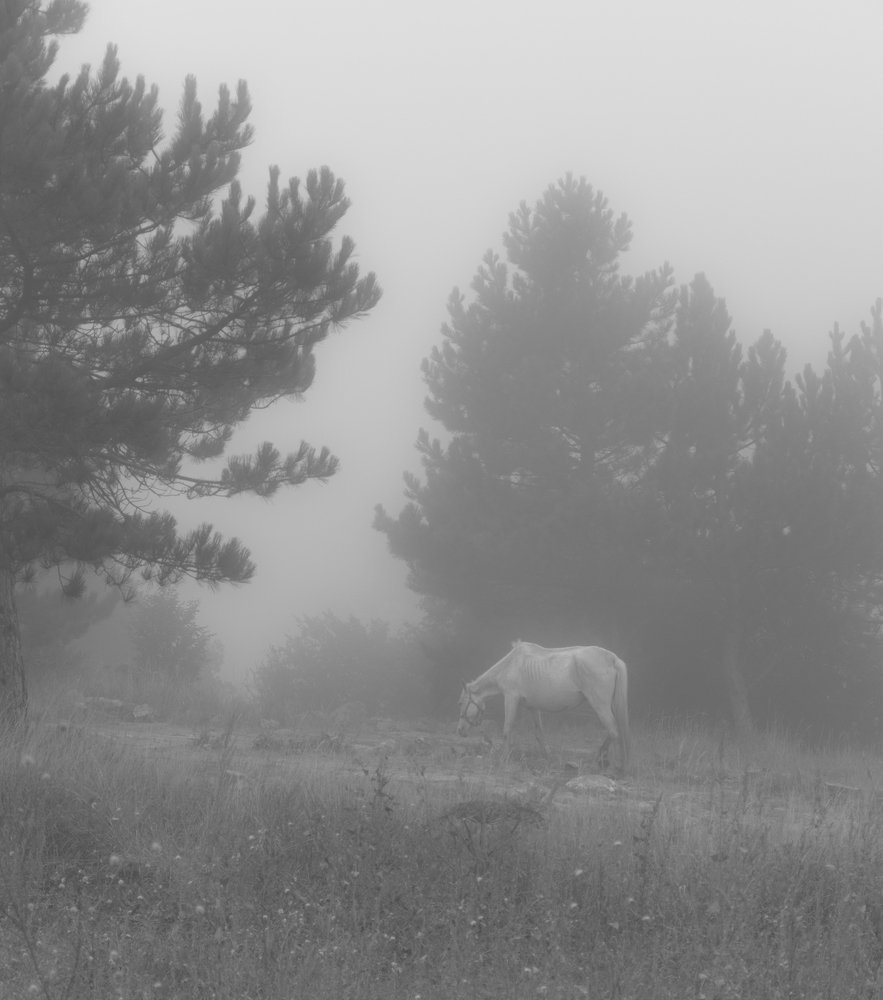 Horse in the fog