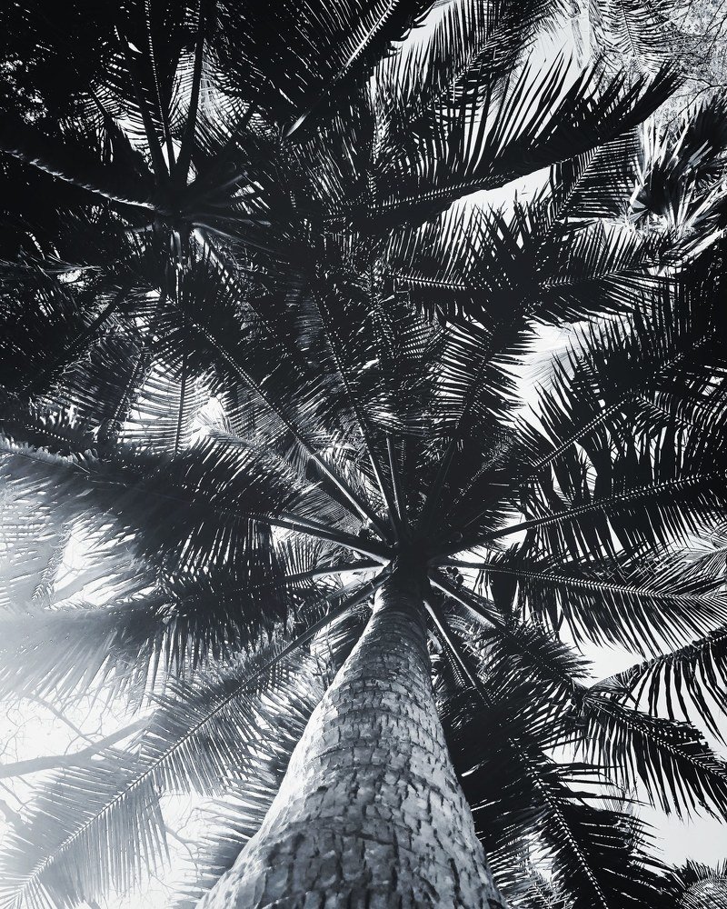 Coconut Tree