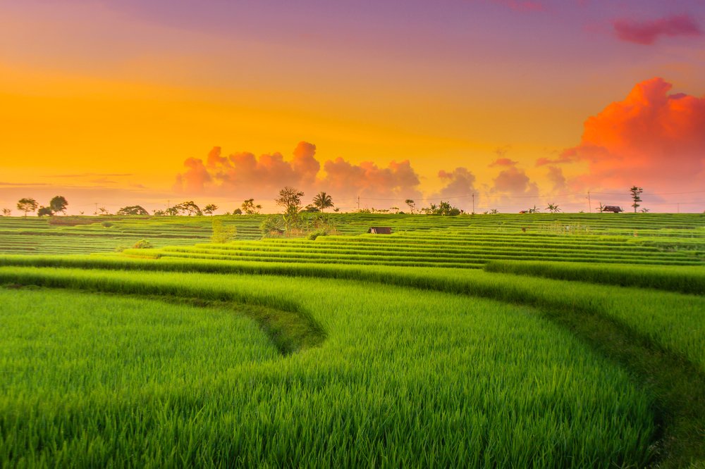 The beauty of the sunset over the rice fields of North Sumatra