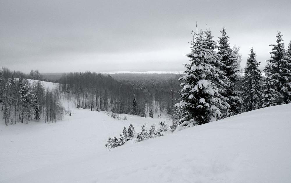 Лесные просторы