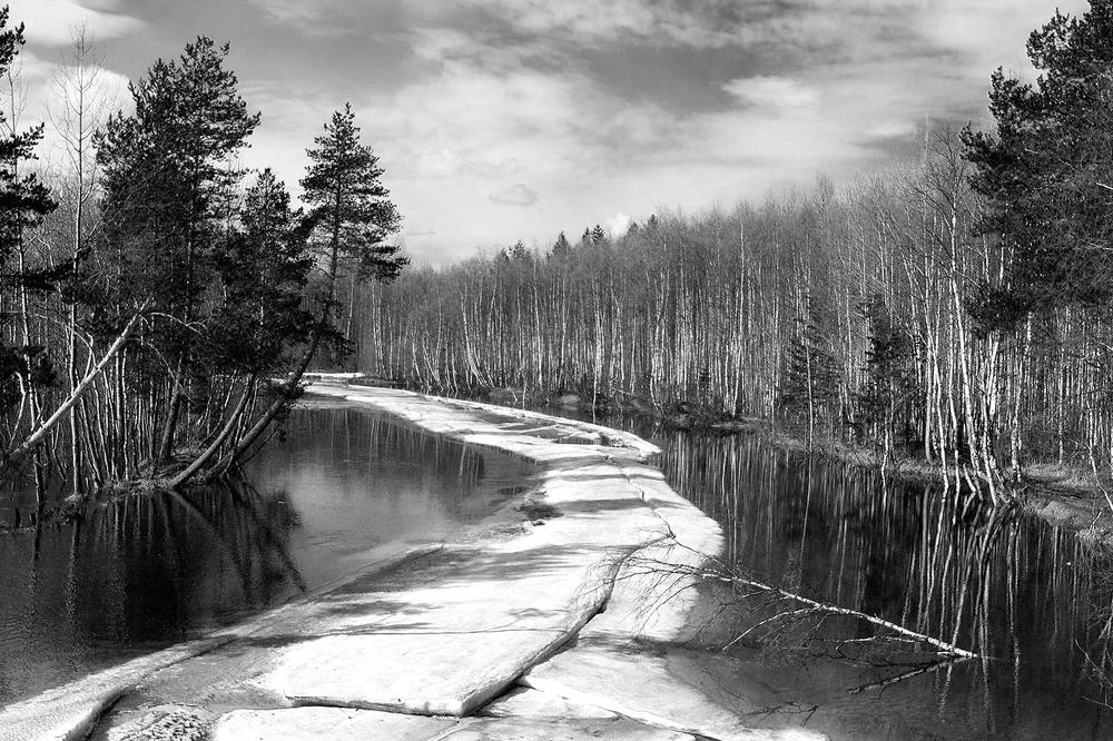 Весеннее половодье в лесу