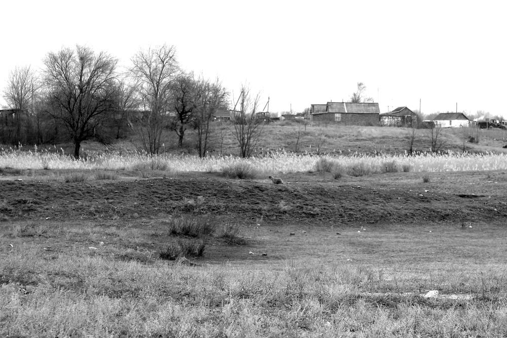 сурки в поле ранней весной