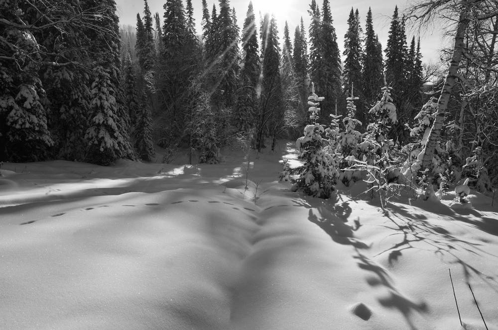 Мороз и солнце