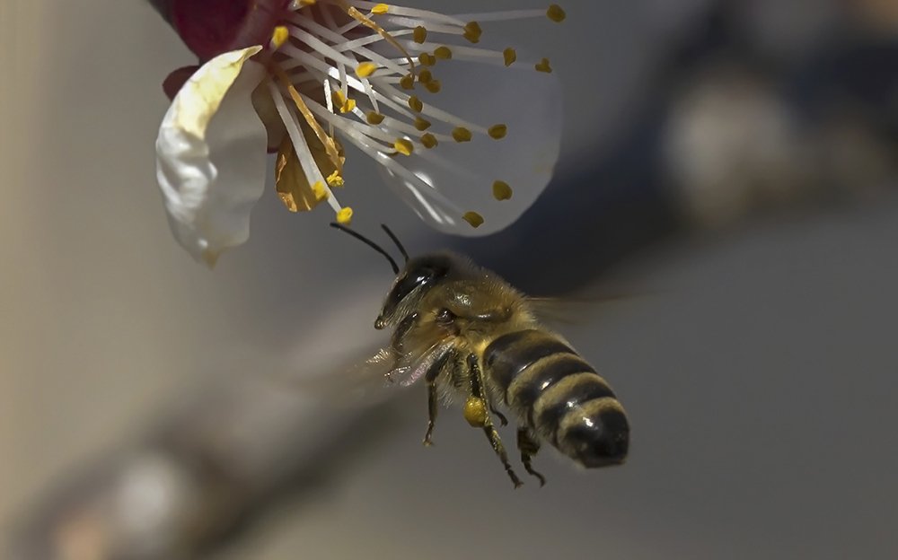 Птица моего сада