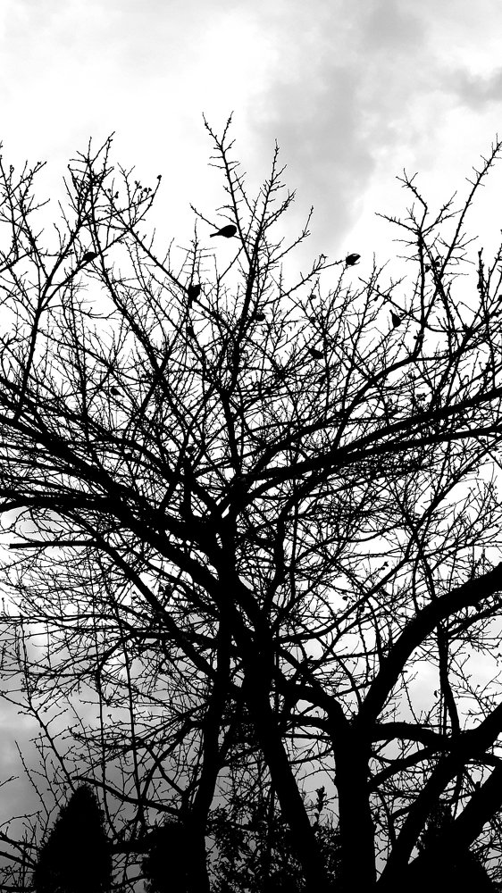 Birds on Tree