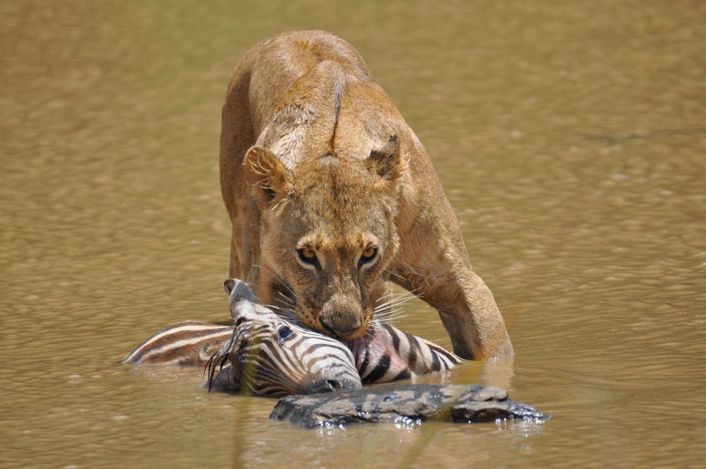 Lion hunt