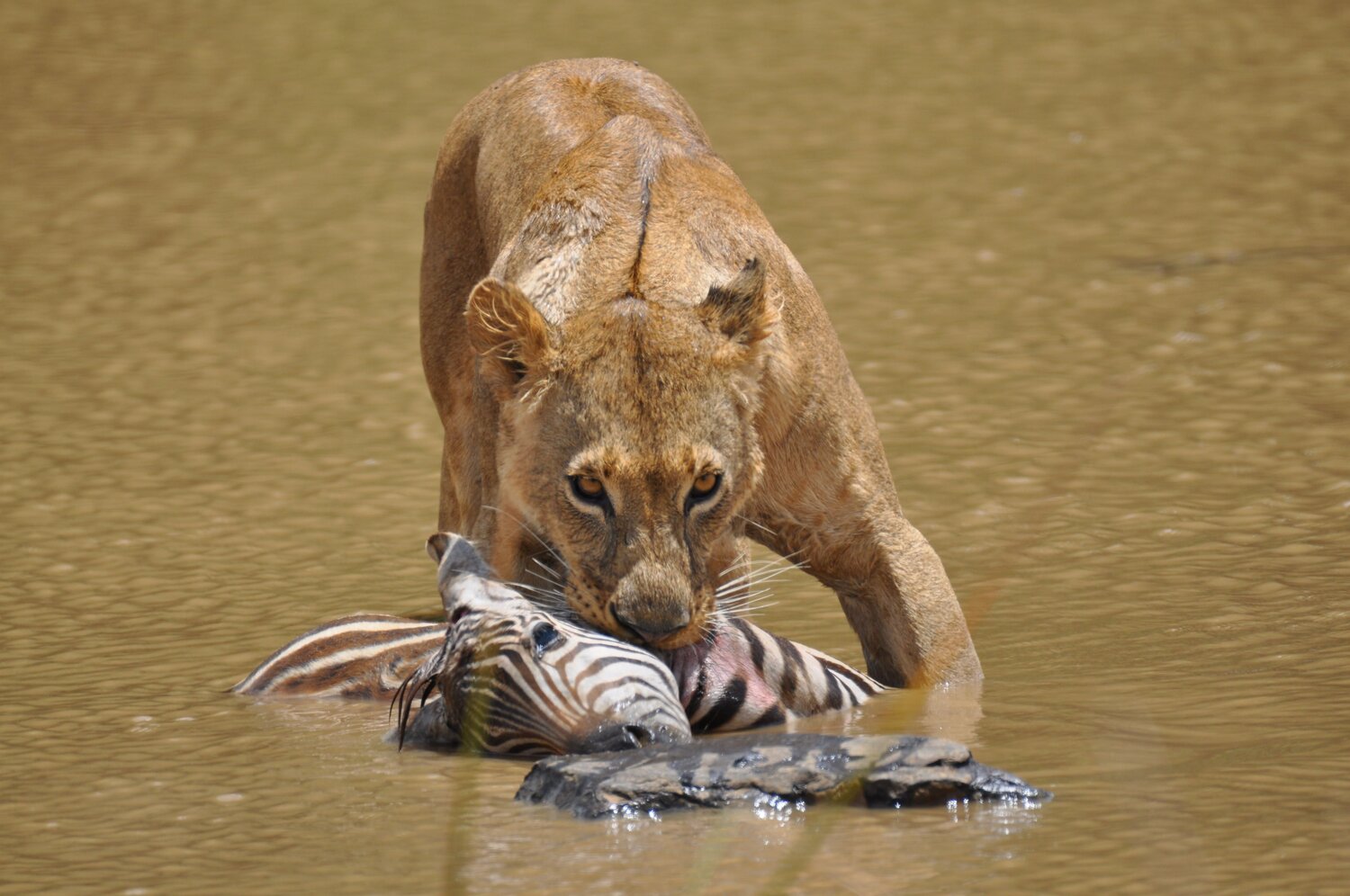 Lion hunt