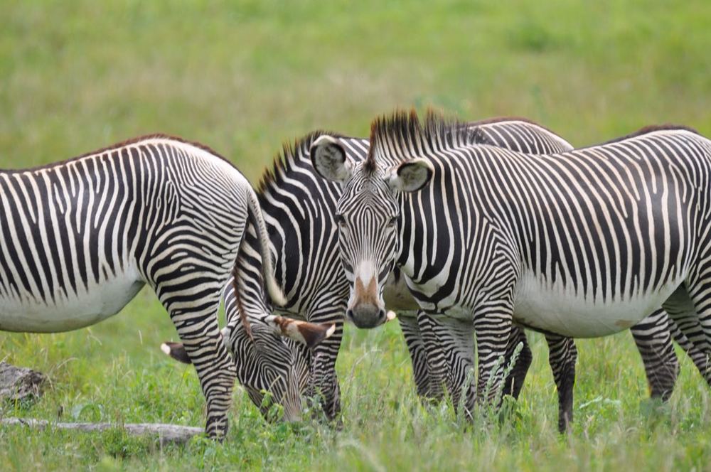 Zebra