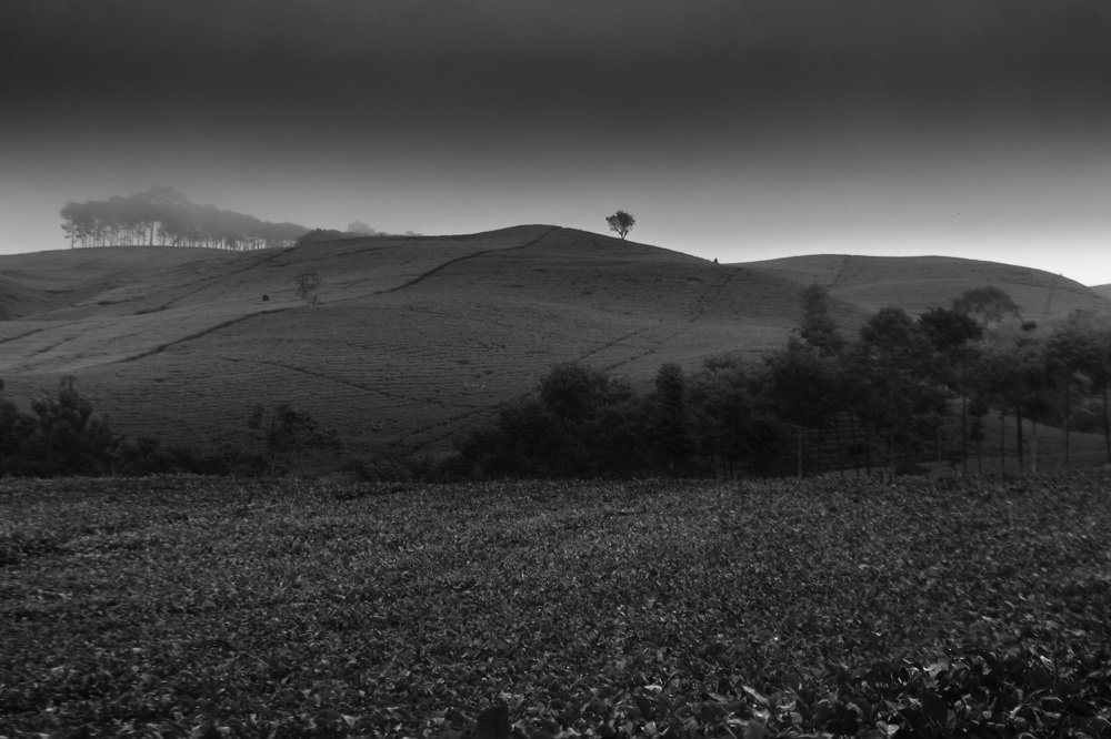 fog and cloud in the tea mountain area in Kepahiang Bengkulu Indonesia, where a small tree stands