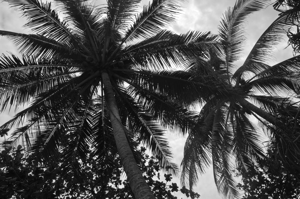 Palms