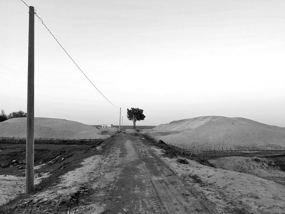 Three trees that gives shadow