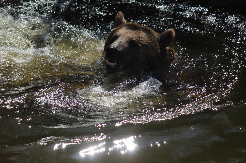 Весеннее купание