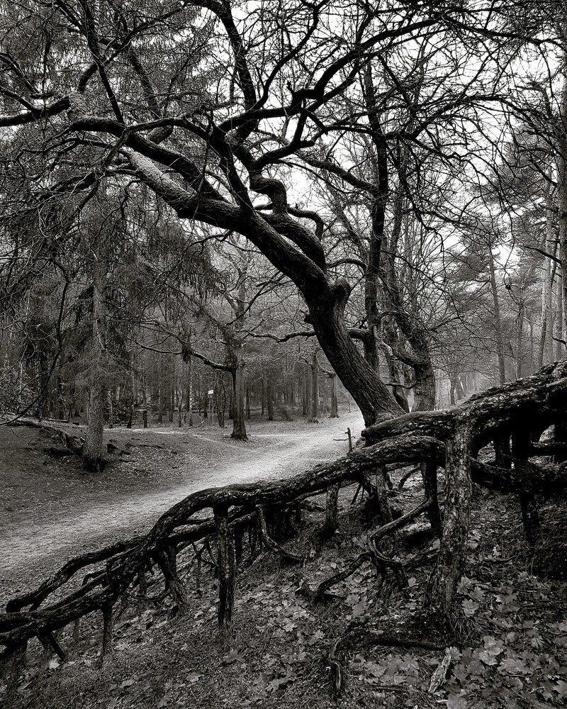 Photograph by Andromeda Grigaleviciute