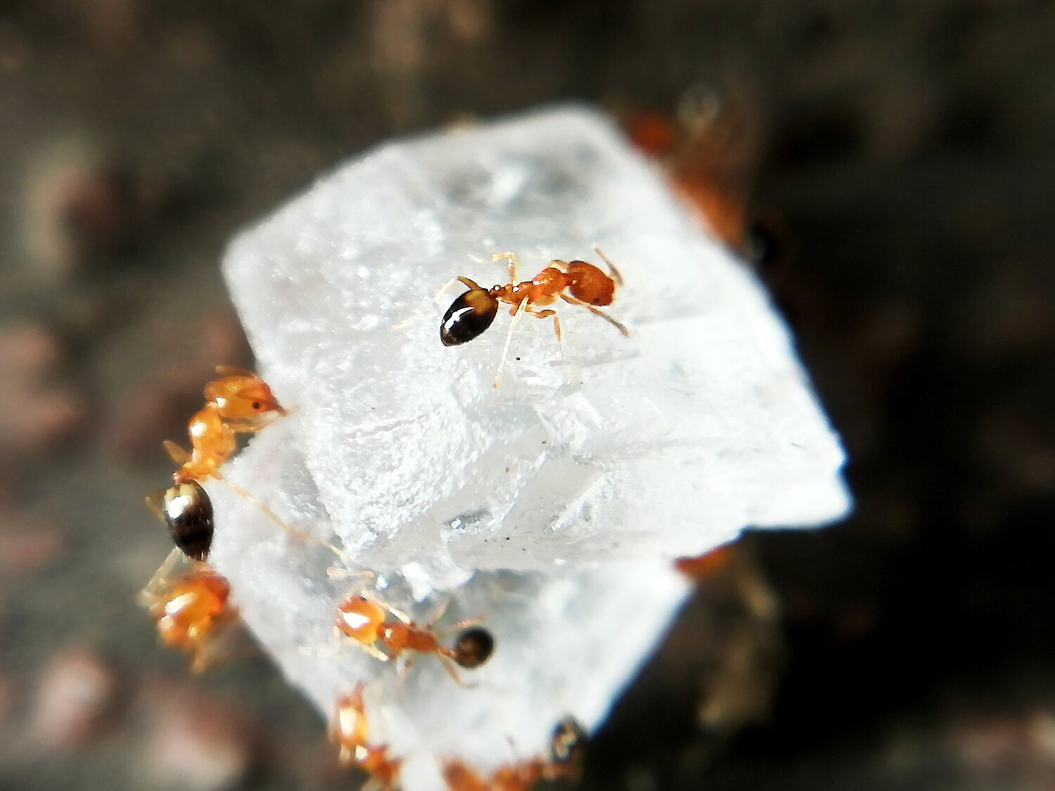 Ant shot  from the macro lens