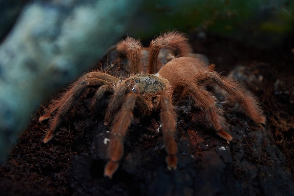 Оранжевый шеврон