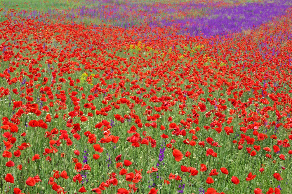 Крым. Степь. Май...