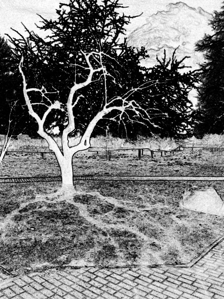 одинокая яблоня