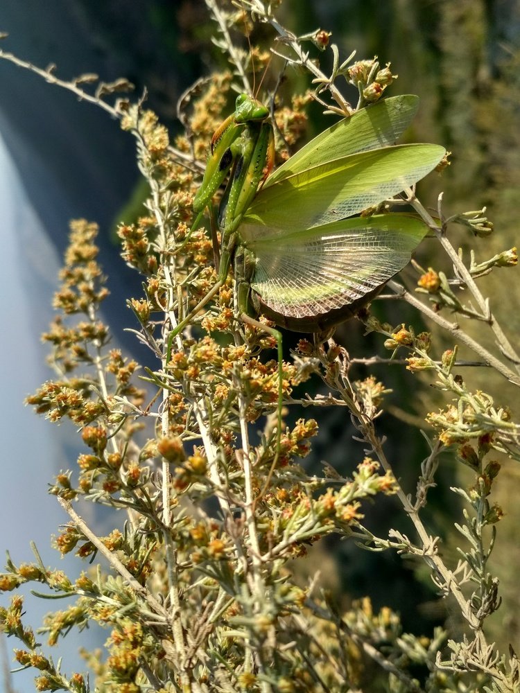 Mantis beetle