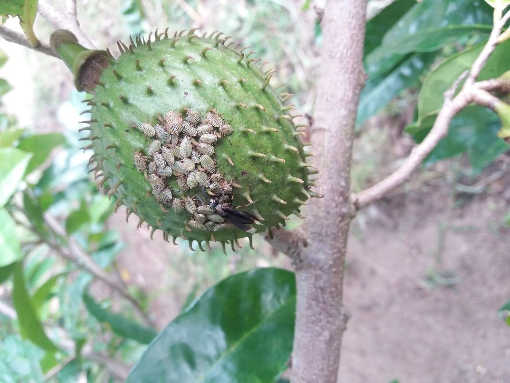 Controle biológico