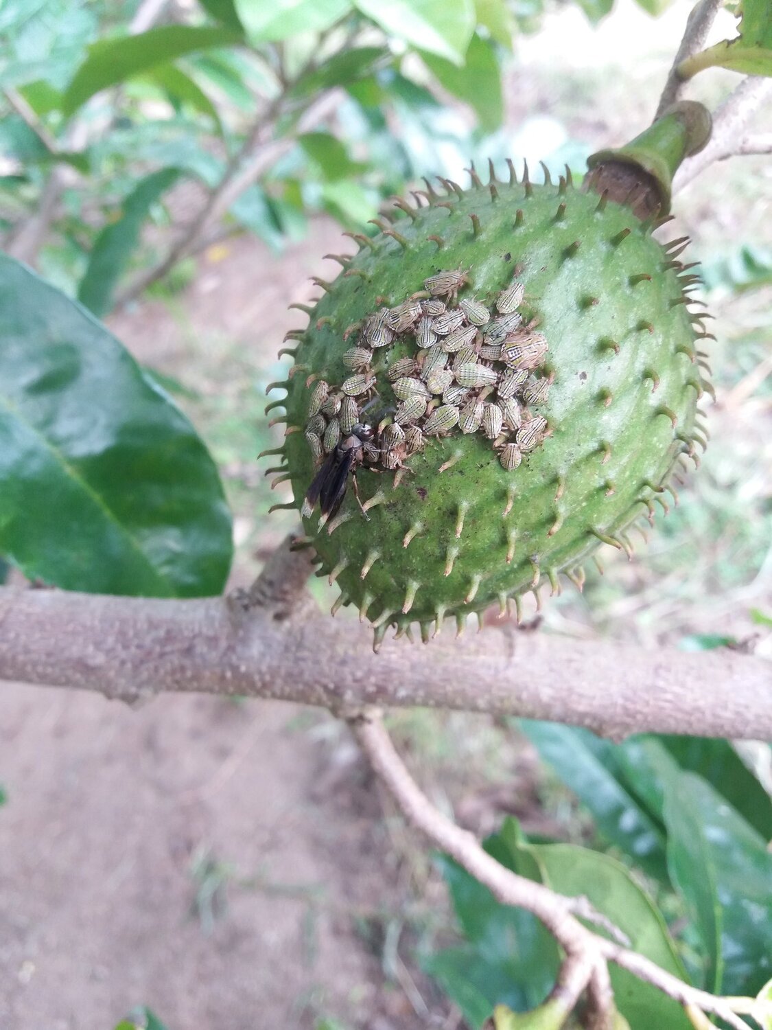 Controle biológico