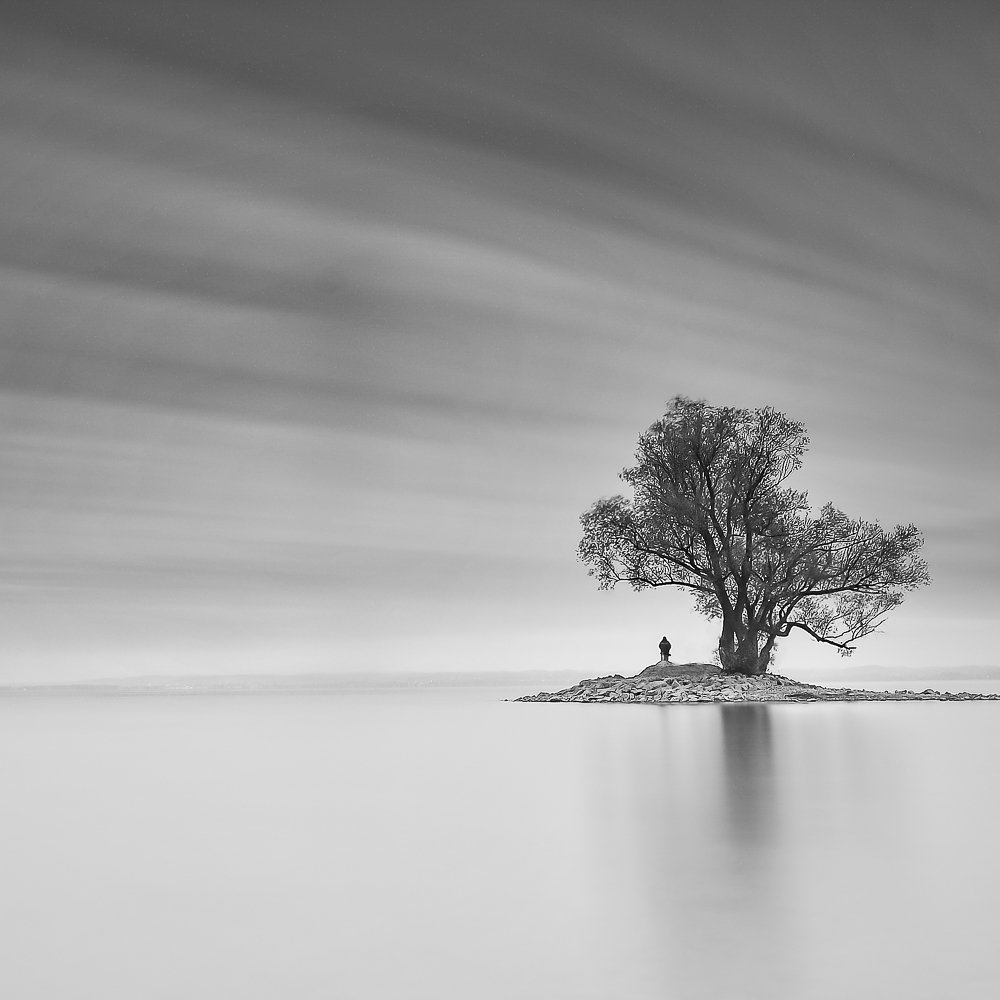 alone tree