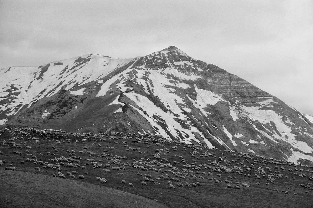 Чернобелые овечки
