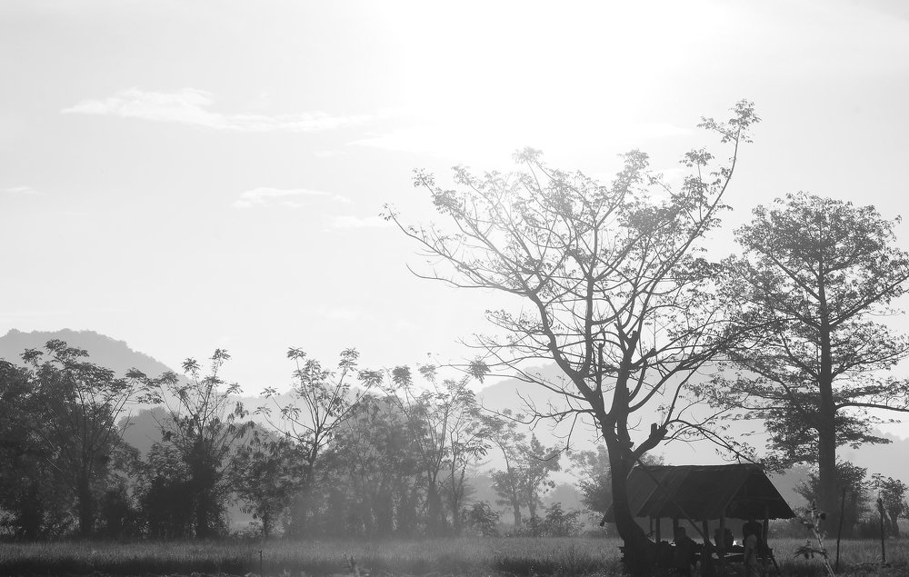 Field of paddy morning