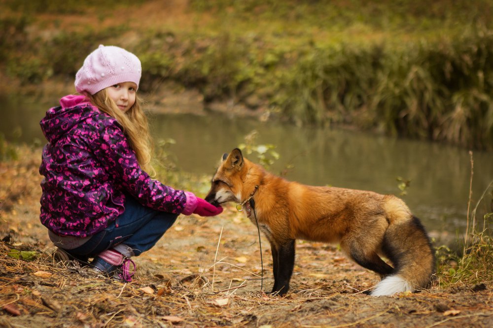 Дружба с лисенком