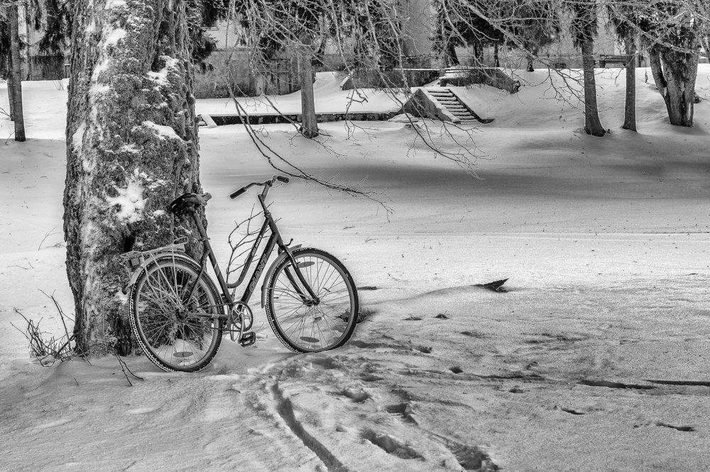 Bike by tree