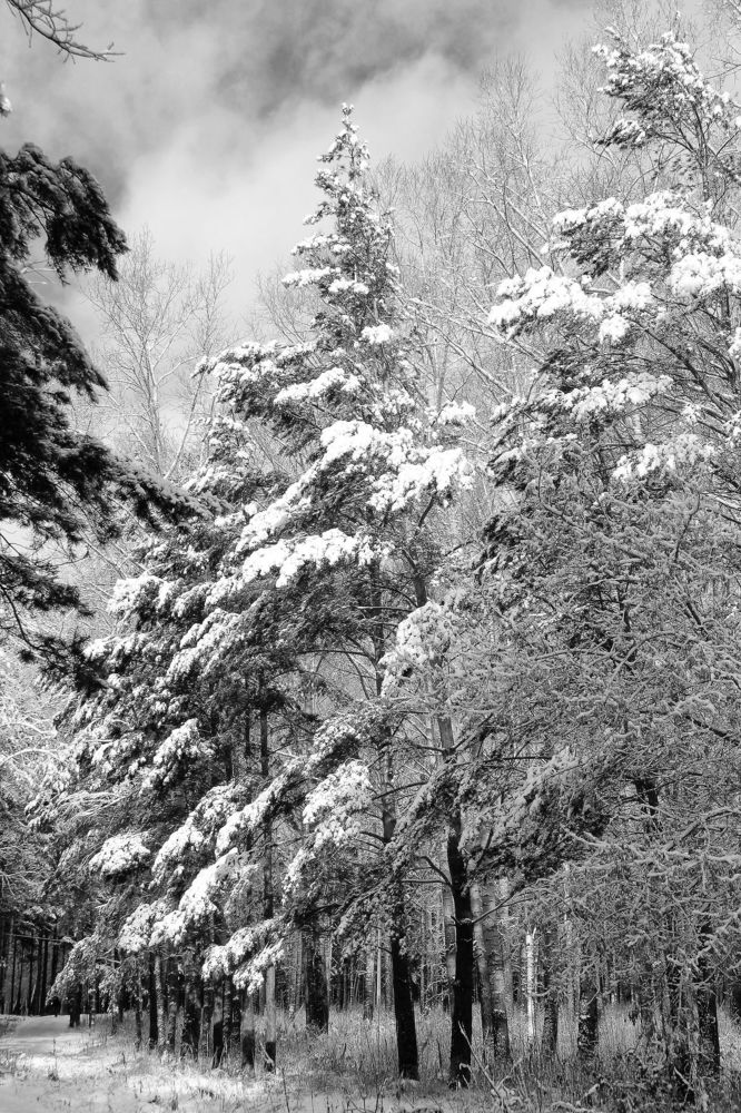 Чёрно-белая зима
