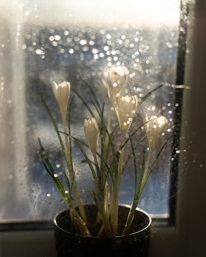 Photograph by Прокошева Екатерина