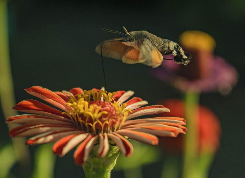 Такая работа