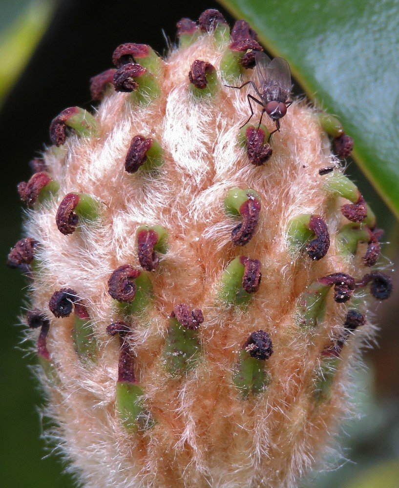 Magnolia bud