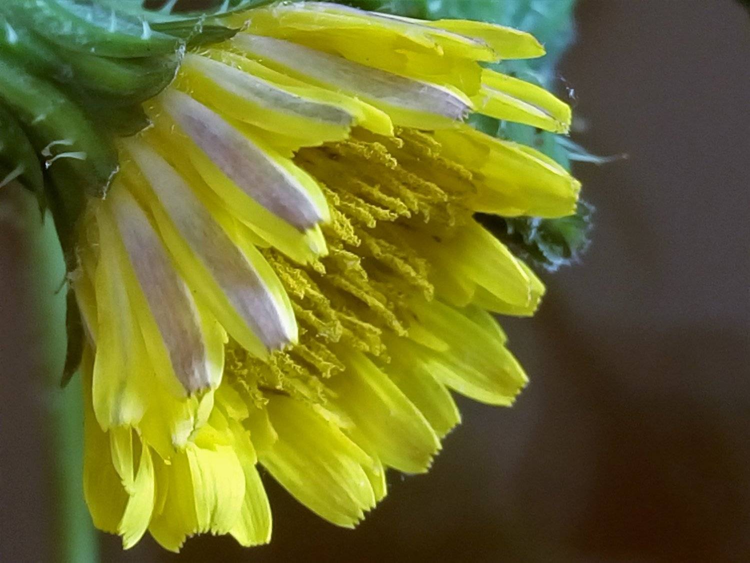 Tiny flower