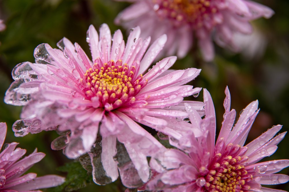 В ледяном плену