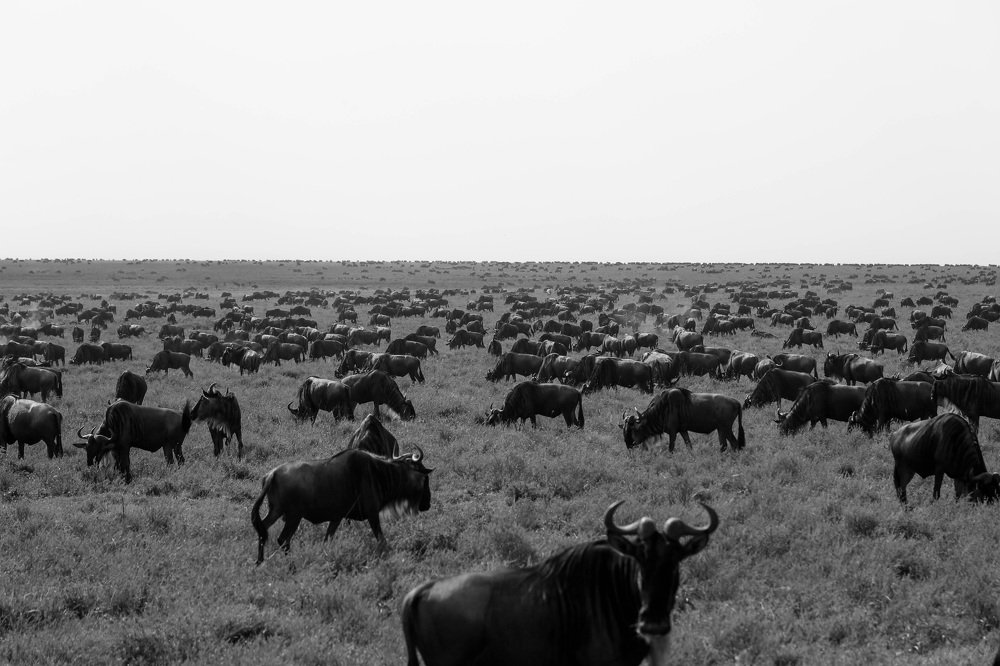 Wildebeest