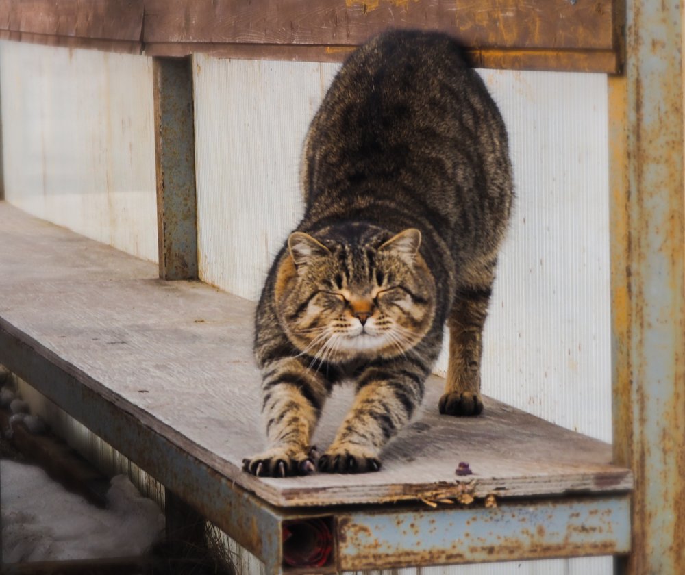 Сладкие потягушки матерого кота