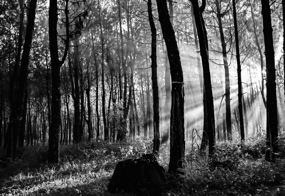 Sunrice pine montain