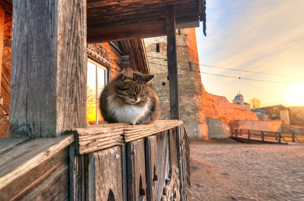 Все любят котиков...