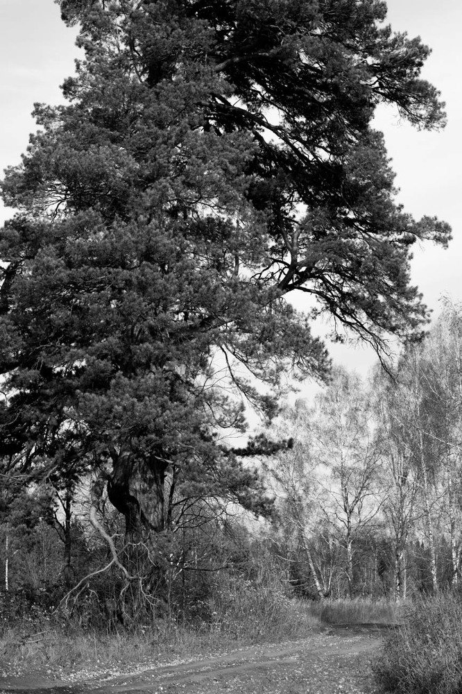 Photograph by Ольга Никифорова