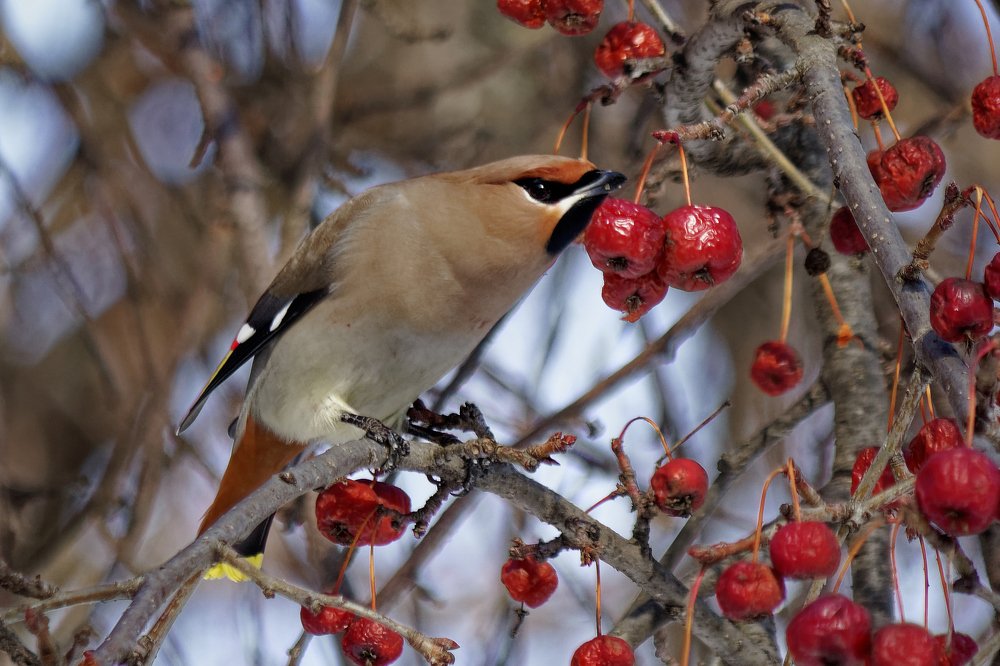 Свиристель