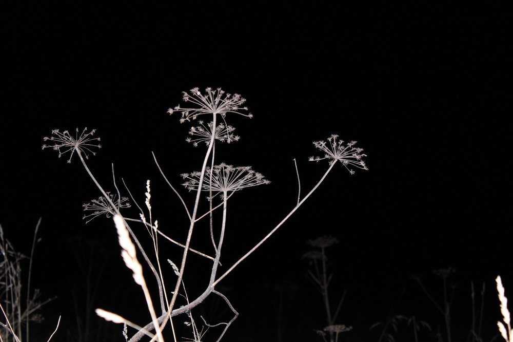 Last year's vegetation