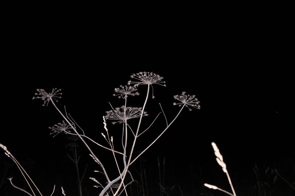 Last year's vegetation