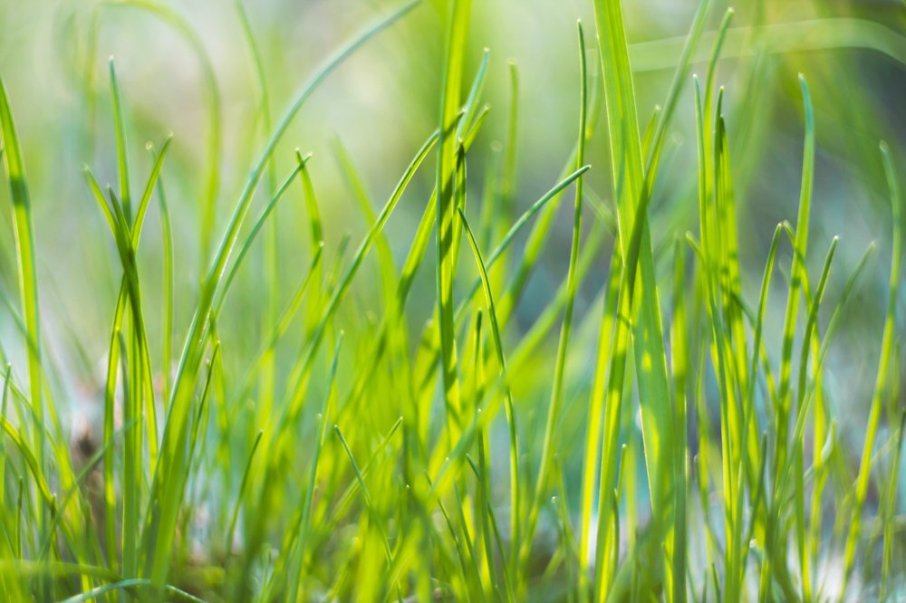 Первая зелень