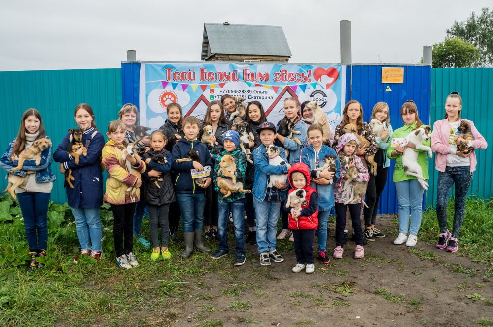 Собачий приют