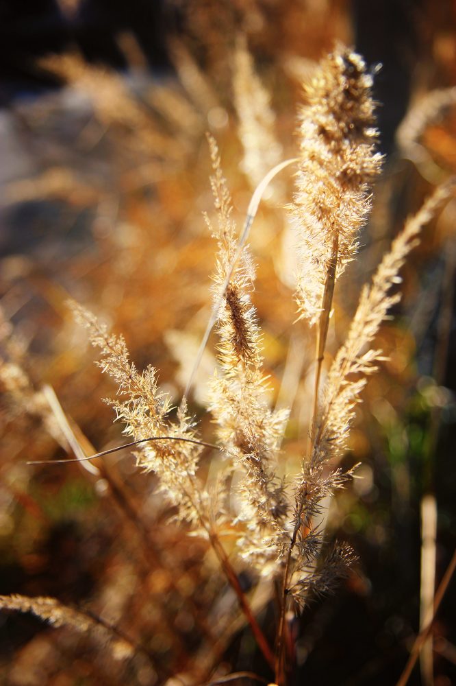 В солнечном свете
