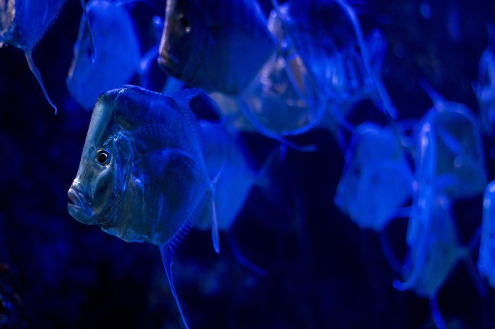 Photograph by Олег