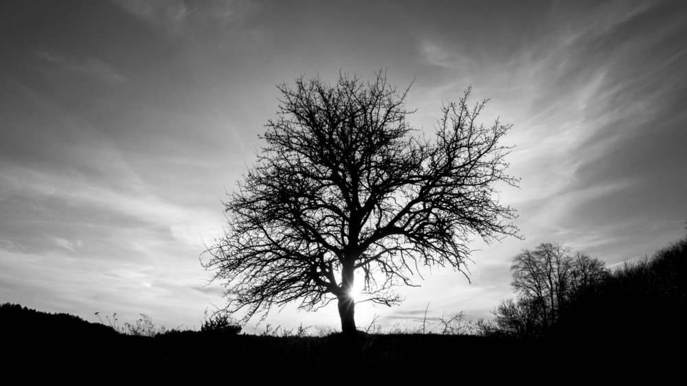 Одинокая груша